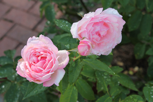 Wilbourne Antique Rose Trail