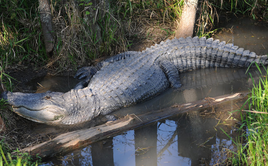 Alligator Alley