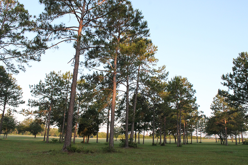 Observe & Explore Day: Trees