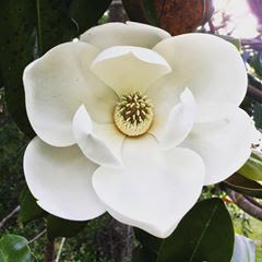southern magnolia