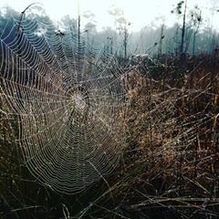 spider and trees